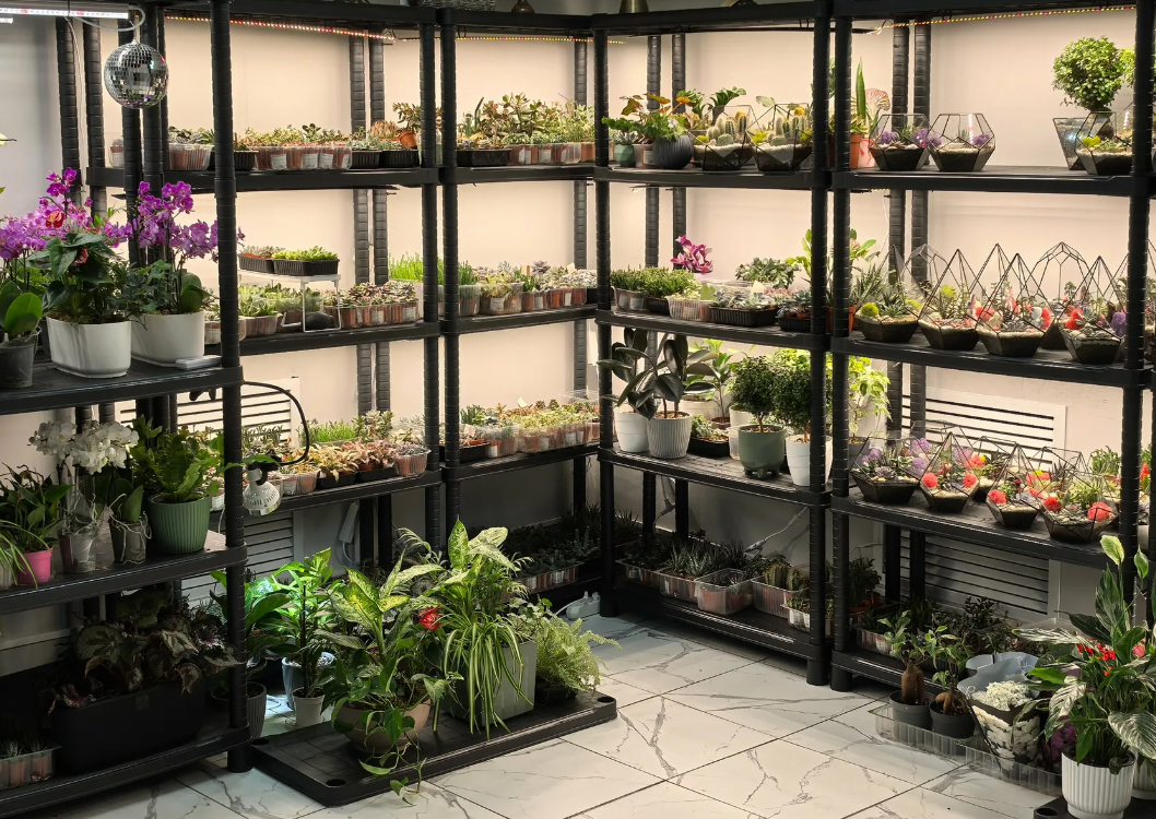 Wall display showing curated plant families