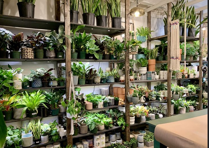 Interior of a rare plant concept store